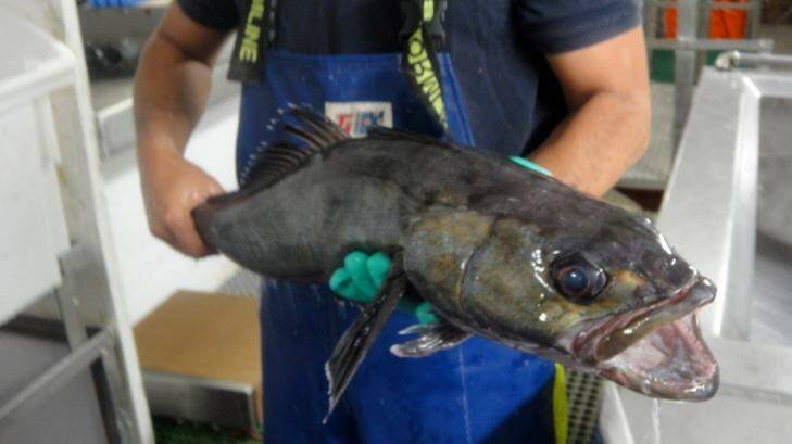 Uglier client: Sea Shepherd have taken up the cause of the toothfish, which is being illegally fished in Antarctic waters. Photo: Australian Fisheries Management Authority Antarctic Observer Program