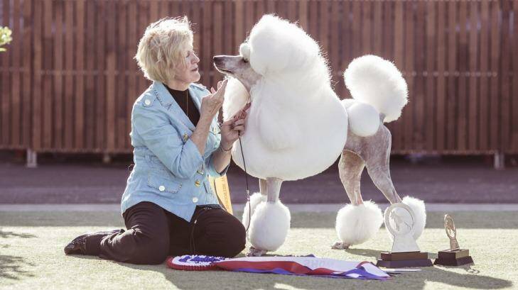 “When we’re at home, to protect her coat, she has all of that long hair wrapped up in pretty pink latex bands and little plastic bags, almost like she’s in hair rollers.” Lorraine Boyd, of Sydney, with her standard poodle (and Best in Show) Carla, aka Picardy PS I Love You. Photo: Bonnie Savage