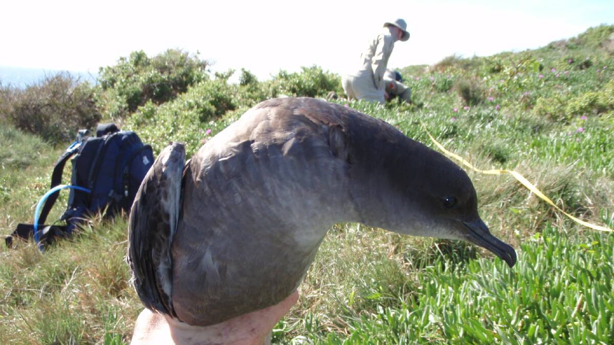 Volunteers joined Office of Environment and Heritage staff on Big Island off Port Kembla to monitor shearwaters.