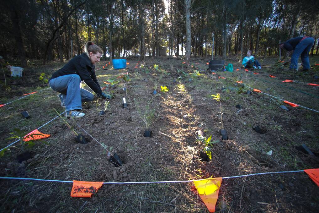 Megan Hart plants a seedling at Greenhouse Park in Wollongong. Picture: ADAM McLEAN