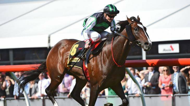 Never better: Trainer John Thompson is confident Hooked will deliver in the Emirates Stakes on Saturday, the final day of the Flemington carnival. Photo: Vince Caligiuri