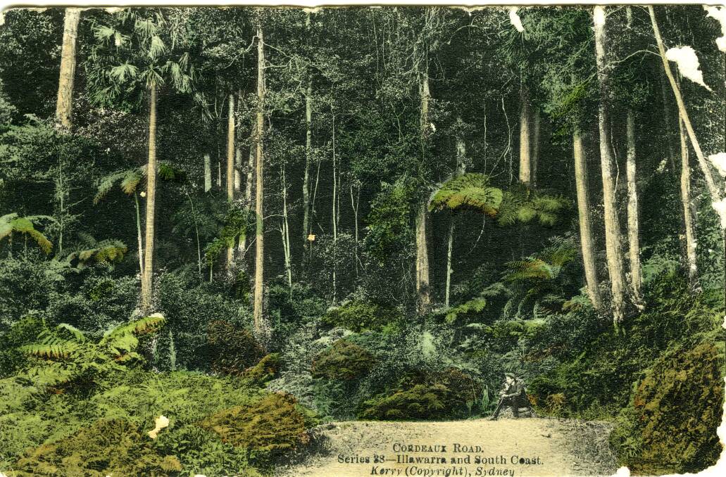A postcard of Cordeaux Road, heading towards Cordeaux River, c1900.  Picture: From the collections of WOLLONGONG CITY LIBRARY and ILLAWARRA HISTORICAL SOCIETY 