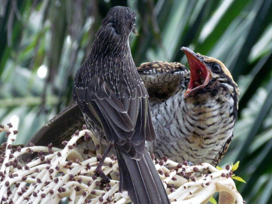 Feed me: A little wattlebird, left, feeds a baby koel in the backyard of a house in Towradgi. The koel is renowned by hatching its eggs in the nest of other species. Picture: CHRIS MILNE