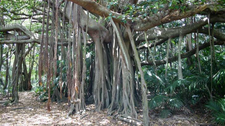 Ancient banyan trees on Lord Howe Island.