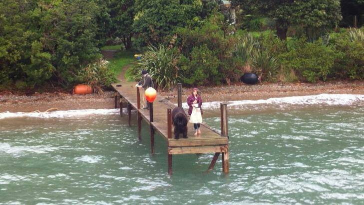 The Cooper family's giant Newfoundland dog, Kuranui, awaits the arrival of the Magic Mail Boat. Photo: Andrew Taylor