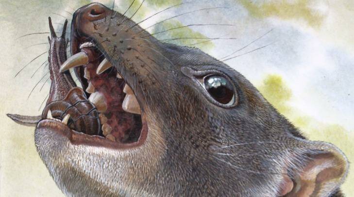 An artist's impression of a Malleodectid crushing a snail in its teeth. Photo: Peter Schouten