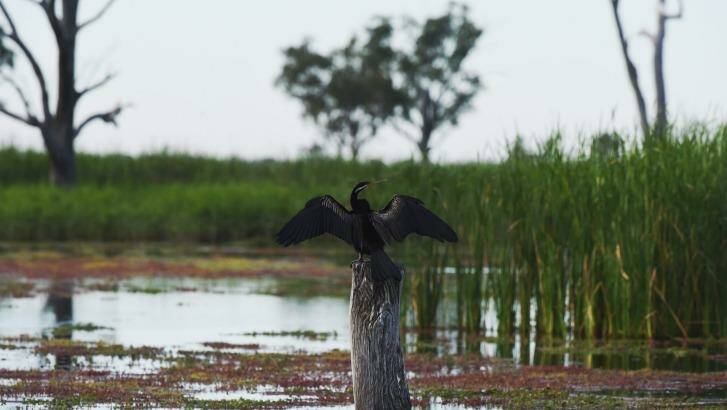 The Murray Darling Basin Authority says the changes strike the right balance. Photo: Nick Moir
