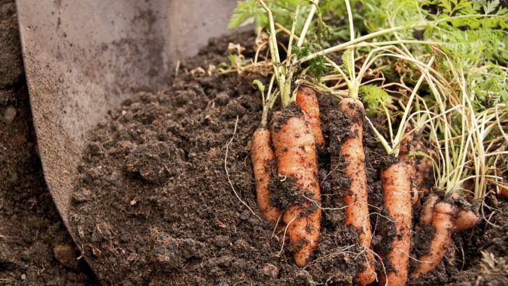 Dig in: growing good carrots is the test of a good gardener.