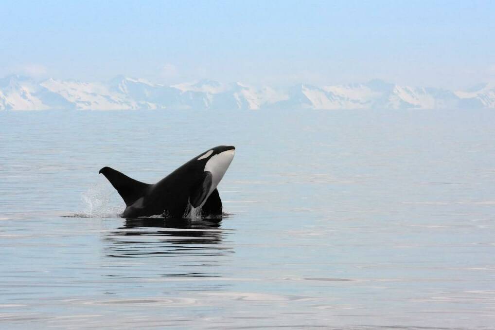 A killer whale breaches in the waters of Alaska Photo: 123rf.com