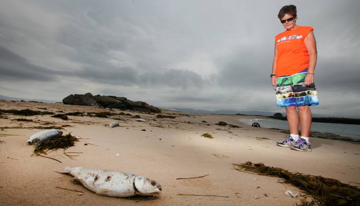 Alarming: Sandra Cundy looks at a dead fish about 50-60 centimetres long. Around 150 mullet have washed up on both ends of Warilla beach, just days after a dead turtle weighing more than 250 kilograms was found on the Shellharbour shoreline. Picture: KIRK GILMOUR