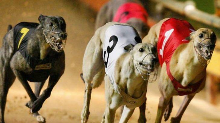 ''A controlled breeding program'' is planned for the greyhound industry.  Photo: Supplied