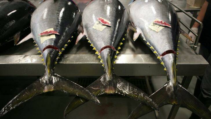 Tuna caught in Port Lincoln to be packed and shipped to Japan. Photo: Quentin Jones