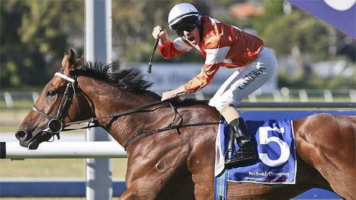 Who Shot Thebarman is a horse to keep a close eye on. Photo: Fairfax NZ