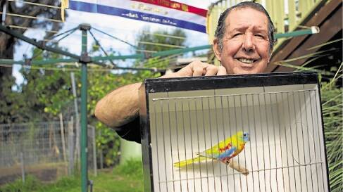 William Lewis shows one of his award-winning birds which will feature at the Wollongong & District Aviculture Society's 66th annual bird show.Picture: Picture: CHRISTOPHER CHAN