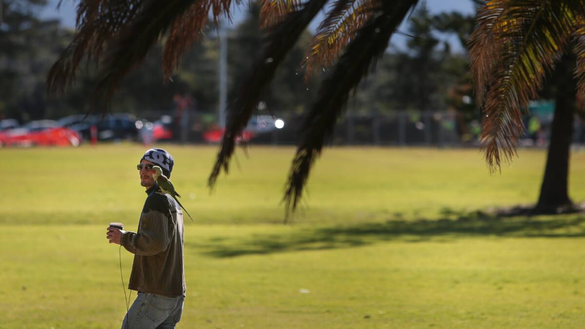 A man and his bird go for a stroll at Stuart Park in North Wollongong on Monday. Picture: ADAM McLEAN
