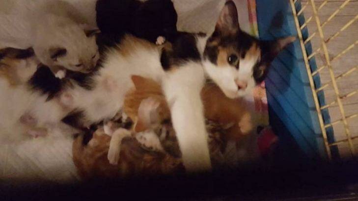Princess the cat was left unable to walk just days after delivering a litter of kittens.  Photo: Sawyers Gully Animal Rscue