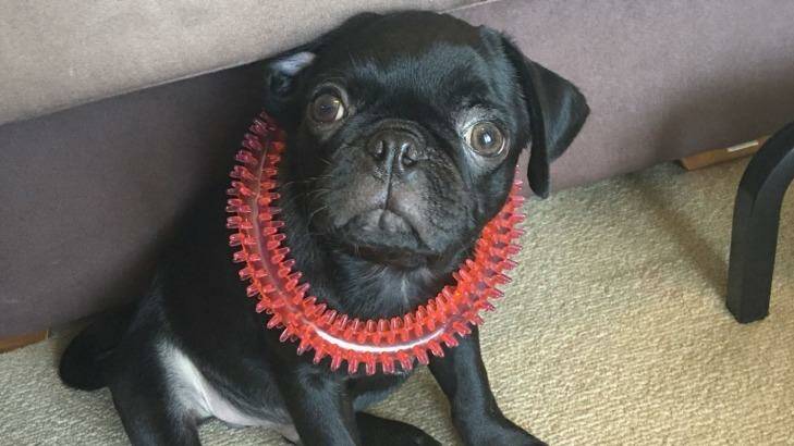 The owner of Egg, a pug dog, has been charged with making a false report to police. Photo: NSW Police