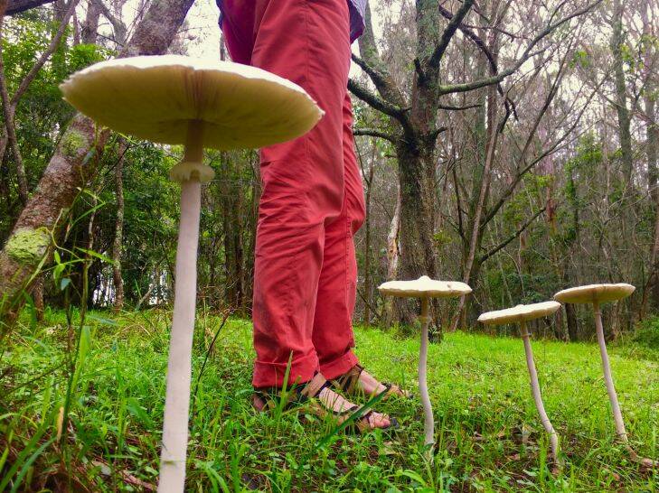 Images by James Woodford show a stand of fungi at Meringo, south of Moruya on the NSW South Coast. The dog's name is Ringo, the person is nature film maker, Stuart Cohen. mushrooms Photo: James Woodford