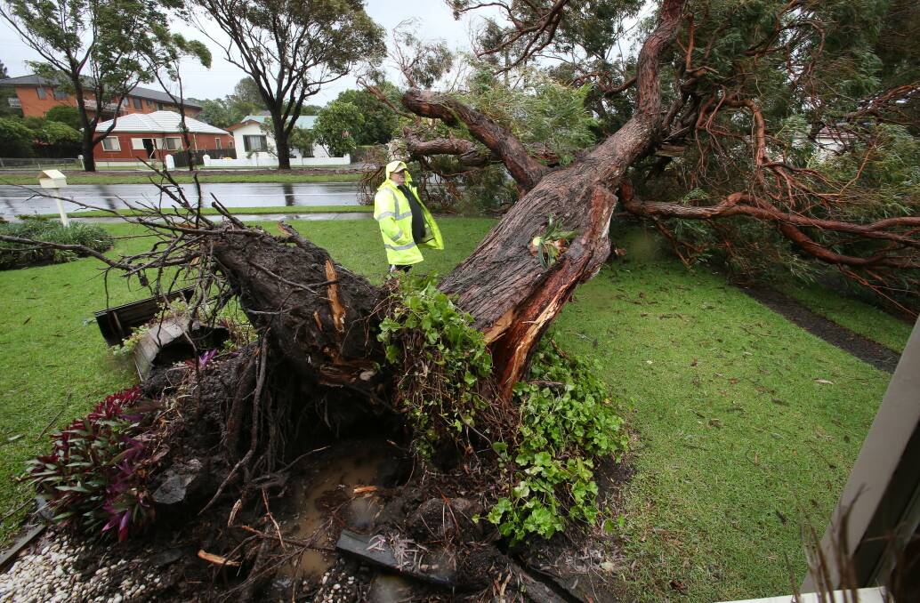 Trees blown over as strong wind gusts hit region