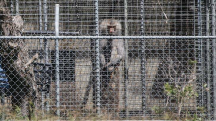 
A baboon, part of a colony breeding program, sits behind security fencing at the National Health and Medical Research Council facility in Wallacia in Sydney's west.  Photo: Dallas Kilponen