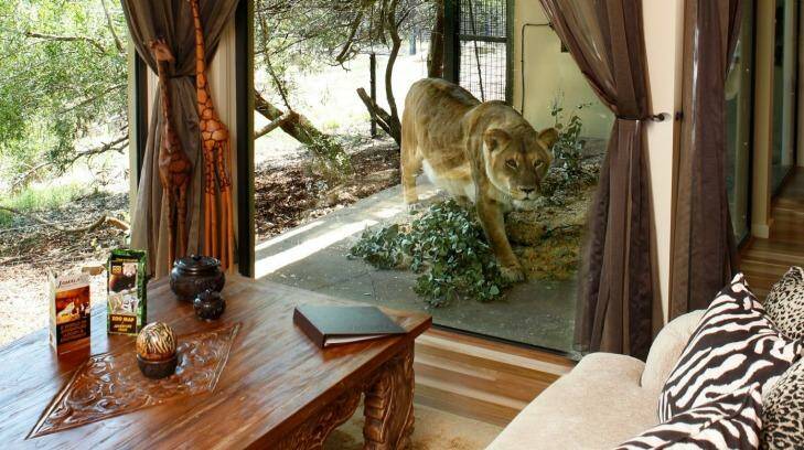 Close encounter: The Jamala Wildlife Lodge at the National Zoo in Canberra allows guests to watch animals in comfort. Photo: Quentin Jones