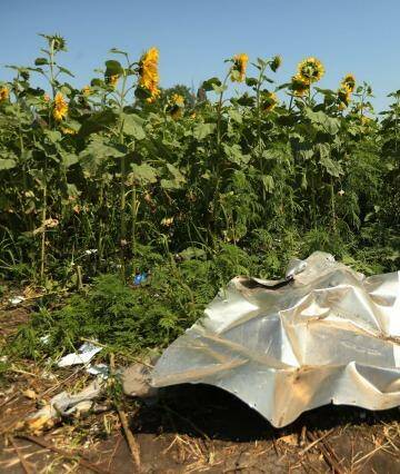Atrocity: Plane debris from the MH17 sits among sunflowers in a field in Ukraine's Donetsk province. Fairfax journalist Paul McGeough and photographer Kate Geraghty went to the crash site at dawn to quietly collect seeds from sunflowers to smuggle them back to Australia. Photo: Kate Geraghty