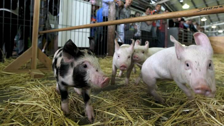 Pigs racing for the amusement of the crowds at the Sydney Royal Easter Show in Homebush. Photo: Janie Barrett