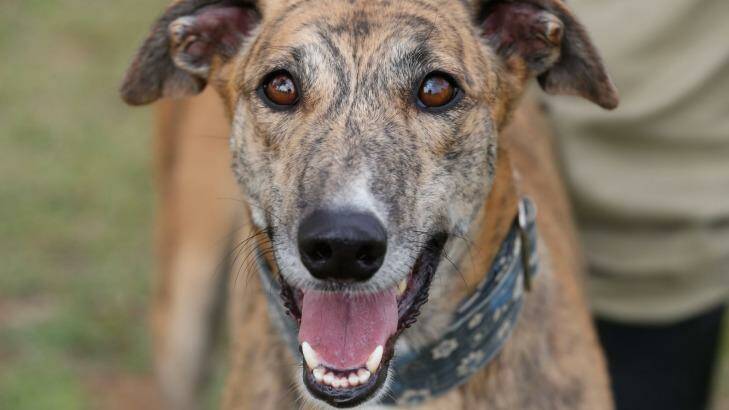 Call for tougher laws: Greyhound Rescue now has 70 dogs that need homes and they are receiving at least one new dog a day. Photo: Peter Rae