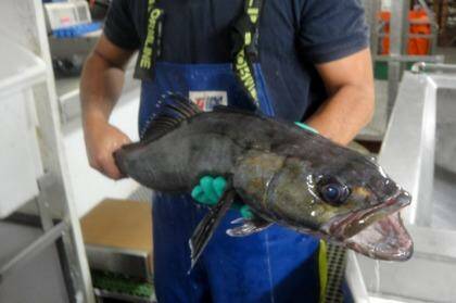 Uglier client: Sea Shepherd have taken up the cause of the toothfish, which is being illegally fished in Antarctic waters. Photo: Australian Fisheries Management Authority Antarctic Observer Program