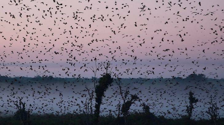 The Kasanka National Park attracts a cacophonous gathering of up to 12 million fruit bats from late October to early January each year. Photo: Catherine Marshall