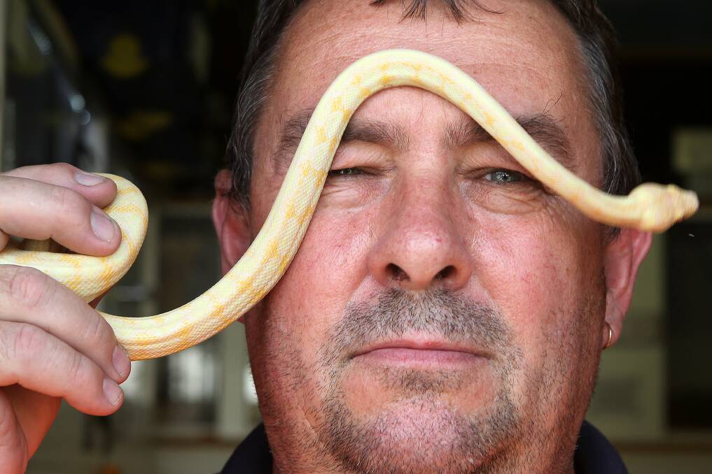 Mt Ousley man Mick Mather prefers to handle his non-venomous albino carpet python after a bite on his finger  from his venomous curl snake two weeks ago left him hospitalised. Picture: GREG TOTMAN