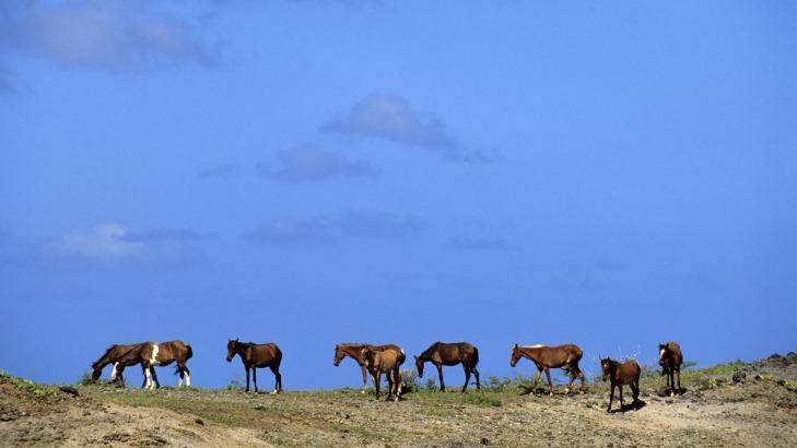 Wild horses grazing in the Marquesas. Photo: LEMAIRE St???????phane / hemis.f