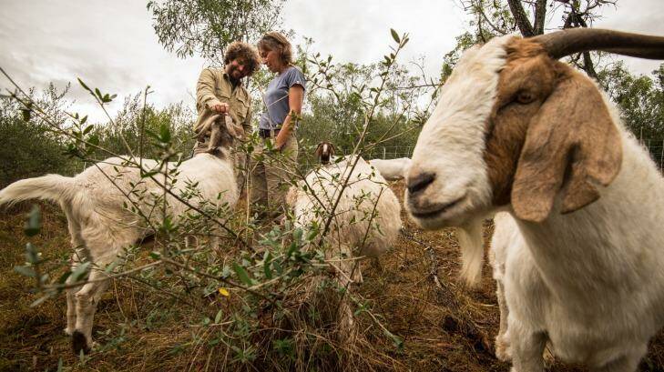 Jordan Scott (left) from the Mount Annan gardens and Elisabeth Larsen from Herds for Hire with a mob of South African boer goats eating African olives. Photo: Wolter Peeters