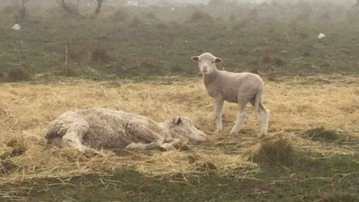 The inspector found a small amount of poor quality pasture hay with three sheep lying in it, one with a lamb attempting to suckle off her. Photo: RSPCA