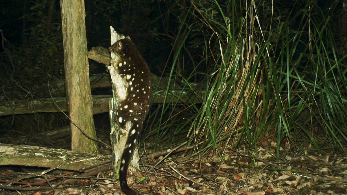 A tiger quoll on a tree stump as captured by a remote camera in the Watagan Mountains. Nine individual quolls have been found.