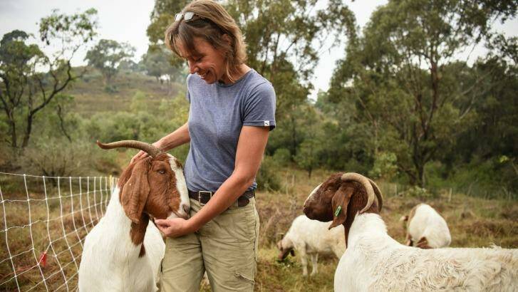 Elisabeth Larsen from Herds for Hire with a mob of South African boer goats at the Mount Annan botanic gardens. Photo: Wolter Peeters