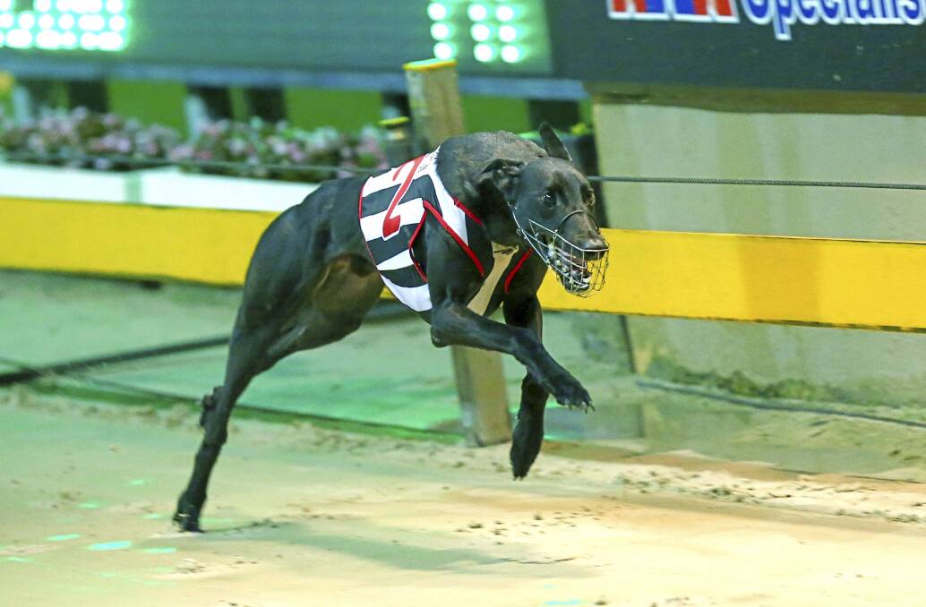 Hopes are Master Shot will be as quick as his outstanding brother Shakey Jakey (above). Picture: thedogs.com.au