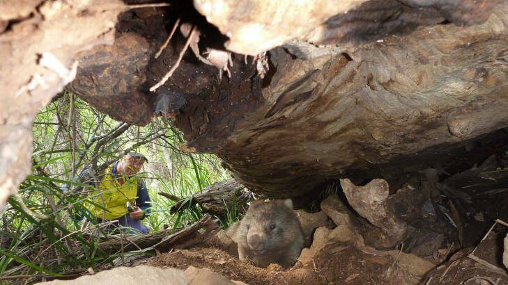 Wildlife sanctuary owner Ray Wynan  inspects the burrow of a wombat that escaped logging. Photo: Supplied