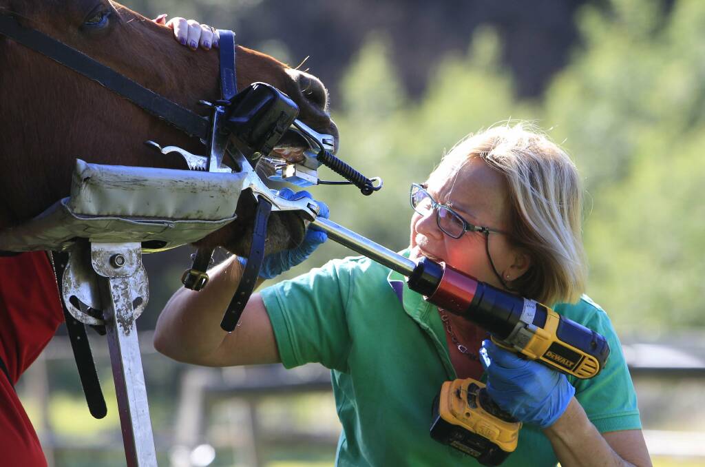 Dr Gill Rickard of the Illawarra Equine Centre performs a check-up and clean, using a cordless drill, for Min the mare. Picture: ANDY ZAKELI