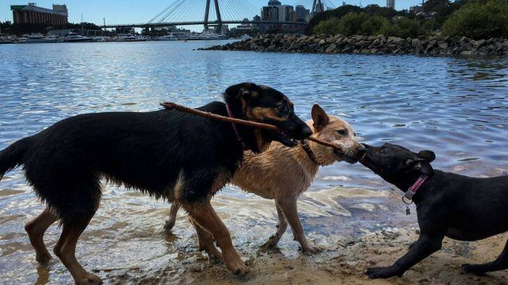 Winter loses its grip as Reggie the red heeler tussles with friends at Blackwattle Bay in Glebe. Photo: David Porter