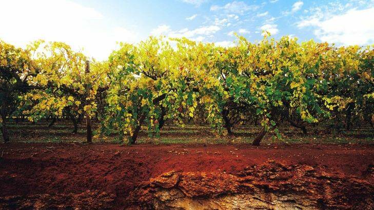 World renowned … the red soil of the Limestone Coast. Photo: Milton Wordley