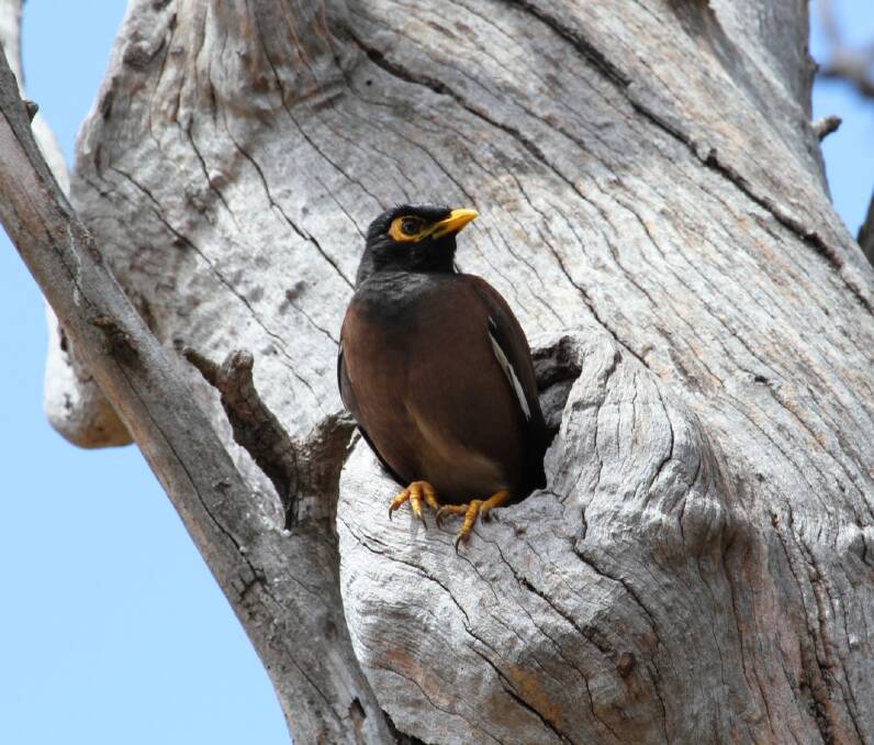 Invader: The pest myna is to be knocked off its perch.