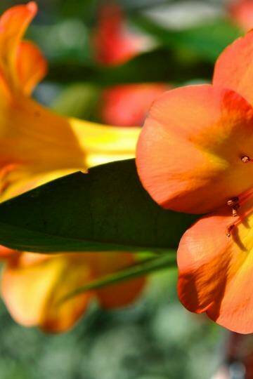 Hot topic: Vireya rhododendron. Photo: Justin McManus.