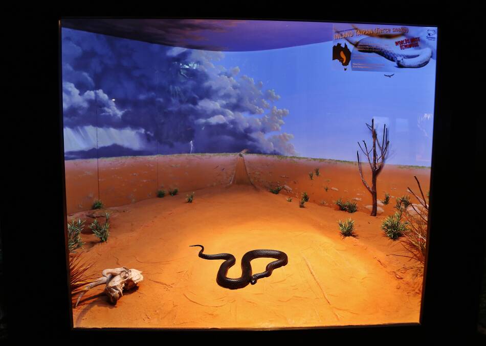 One of the exhibits inside the new reptile house at Symbio Wildlife Park. Picture: GREG ELLIS