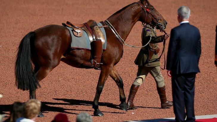 'Bill' The riderless horse marches past Prime Minister Malcolm Turnbull during the ANZAC Day national service at the Australian War Memorial in Canberra on Monday 25 April 2016. Photo: Alex Ellinghausen Photo: Alex Ellinghausen.