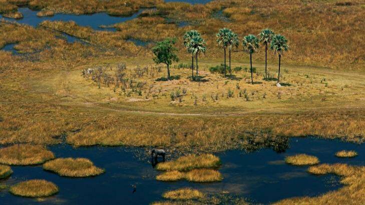 The Okavango delta teems with wildlife. Photo: Beverly Joubert