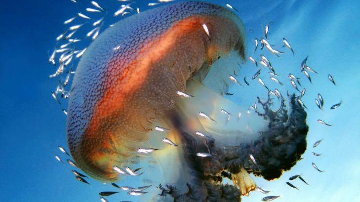 Fish swarm a jellyfish creating a unique beauty. Photo: iStock