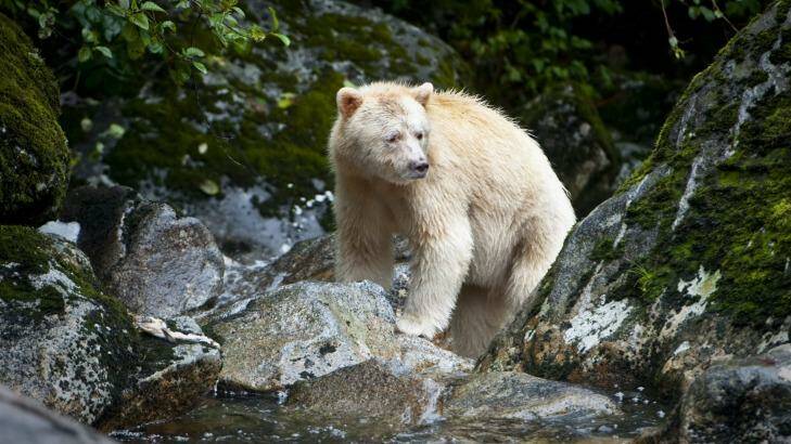  A Kermode bear fishing for salmon on Gribbell Island. Photo: Barcroft Media