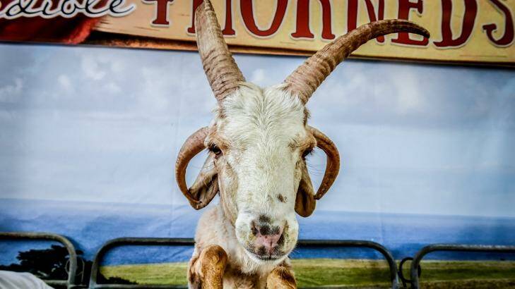 This rare African four-horned sheep was a popular attraction at the 2015 Sydney Royal Easter Show. Photo: Brendan Esposito