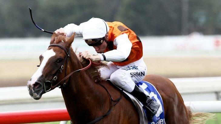 Emotional day: Peter Snowden would like nothing more than to win the Guy Walter Stakes with Mahara. Photo: Geoff Jones